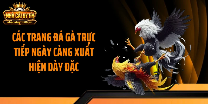 Các trang đá gà trực tiếp ngày càng xuất hiện dày đặc