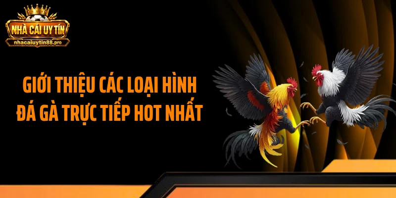 Giới thiệu các loại hình đá gà trực tiếp hot nhất